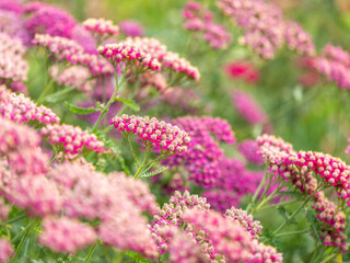 Close up of colourful pink achillea flowers,