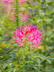 Group of purple and red Cleome hassleriana flowers or Spinnenblume or Cleome spinosa is on a green blurred background