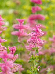 Salvia pink flowers with green leaves Blossom, medicinal plant in summer, close-up
