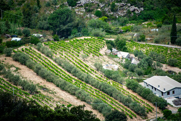 Agricultural Fields in Nuoro - Sardinia - Italy