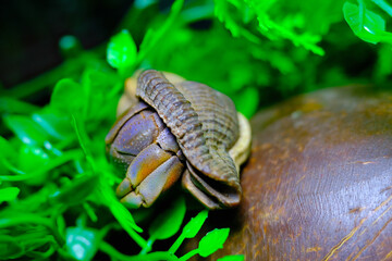 Macro Photography. Animal Close up. Macro shot of the purple land hermit crab (Coenobita brevimanus) trying to fit into a coconut shell. Shot in Macro lens