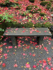 美しい秋の紅葉した葉っぱと濡れたベンチ