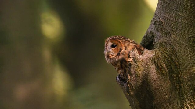 Close static up shot of a small tawny owl emerging from the hollow of a tree the looking around in beautiful golden light