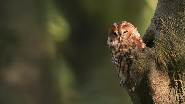 Static close up shot of a cute tawny owl perched on the edge of a tree hollow with one eye squinted against the low golden light of the sun