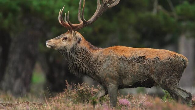 Close up shot of a magnificent red deer bucj with a large rack of antlers and covered in mud, walking through the forest, slow motion