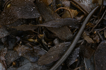 Seaweed