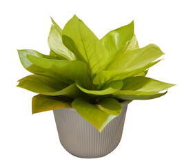 Plants in white ceramic pot. Houseplant isolated on transparent background