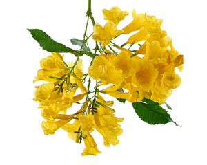Yellow trumpet flower, Tecoma stans, Yellow flowers isolated on white background with clipping path...