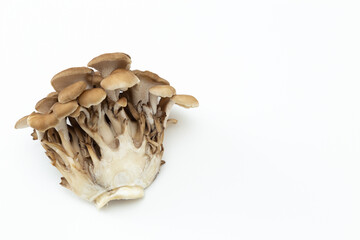 白背景に舞茸