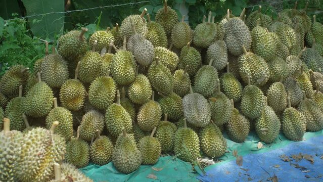 Durian frutis lying on the ground after great harvest, Thailand