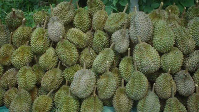 Massive harvest of durian fruits on a plantation, farm, Thailand, 4k