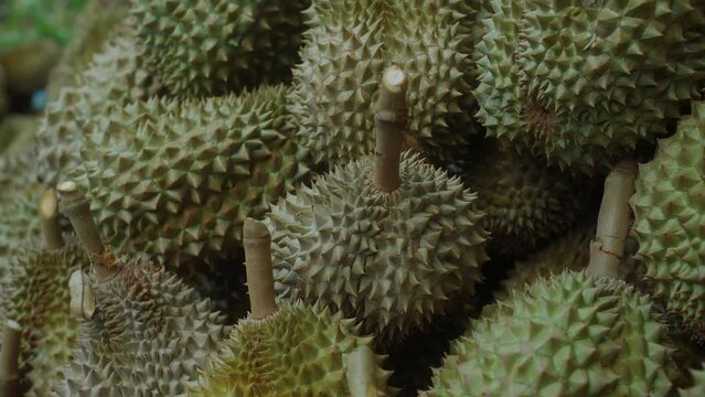 Closee-up of fresh Durian fruits after harvest in Thailand.