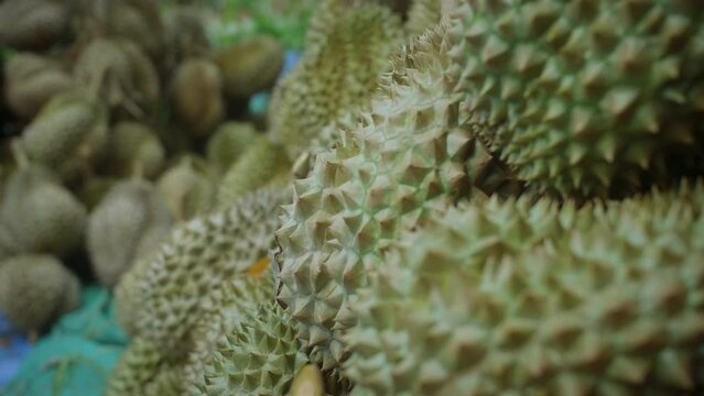 Durian frutis stored on the ground after great harvest, Thailand, Koh Chang
