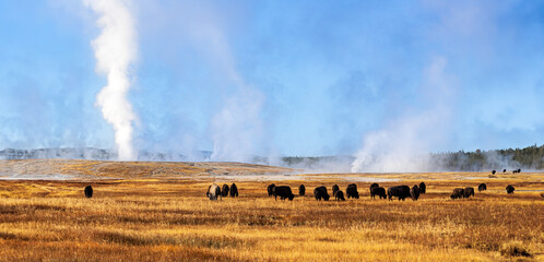 Grazing by the geyser
