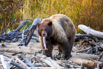 Large bear with salmon in its mouth standing on logs and looking at camera