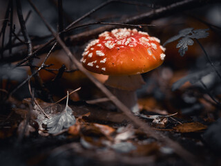 fly agaric mushroom