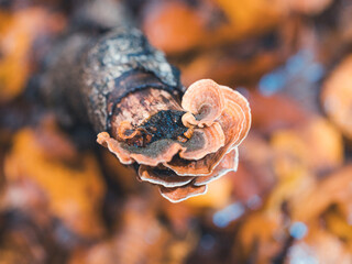 close up mushroom