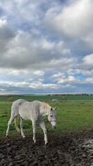 white horses in the field