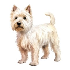West Highland Terrier dog breed watercolor illustration. Pet drawing on white background.