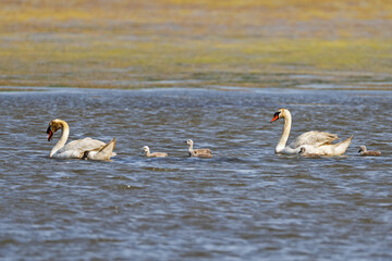 A Family of Mute Swans in the Bay