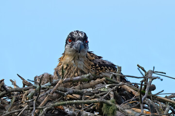 Baby Osprey Sitting in the Nest