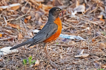 American Robin with a Mouthful of Worms