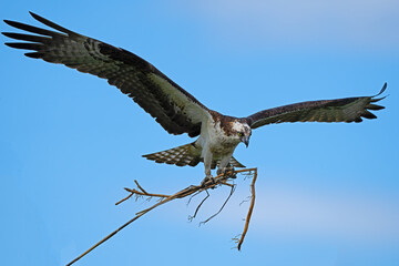 Osprey In Flight Carrying Nesting Materials