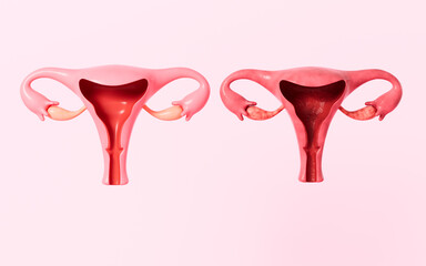 Human uterus model, 3d rendering. - obrazy, fototapety, plakaty