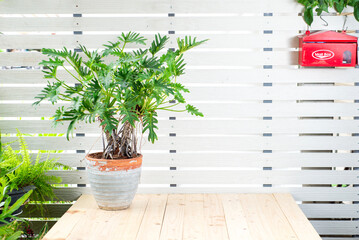 Philodendron tree (Philodendron xanadu) in pot on wooden table, white wall background. Exotic plant...