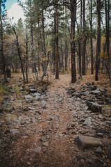 Leaf covered rocky ATV trail in Coconino National Foerst in Flagstaff Arizona in fall with tall pine trees