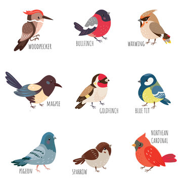 Isolated cartoon winter birds. Autumn bird species, woodpecker and bullfinch, yellow tit and pigeon. European forest wild and garden birdie, nowaday vector set