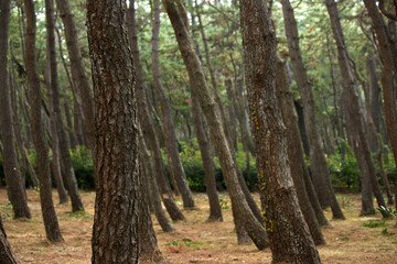 Obraz premium 沼津の千本浜公園の風景