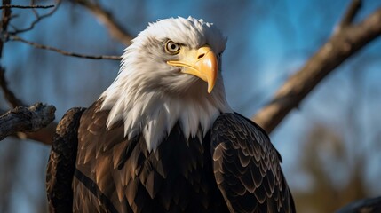 Obraz premium a bald eagle in a tree