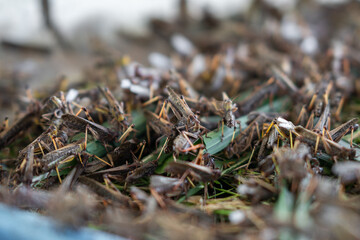Grasshoppers breed
