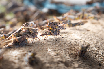 Grasshoppers breed