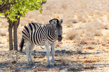 Frontal view of sturdy plains zebra standing in the shade during a sunny afternoon staring, Etosha National Park, Namibia