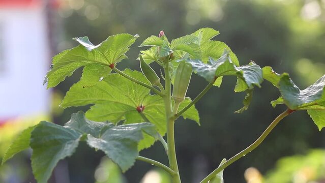 Okra (Abelmoschus esculentus) or Okro, known in many English-speaking countries as ladies fingers or ochro, is a flowering plant in the mallow family