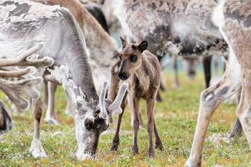 Reindeers foraging on a mountain in Finnish Lapland. A small calf hiding in the middle of the herd.