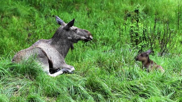 Elk (Alces alces) with young, Germany, Europe