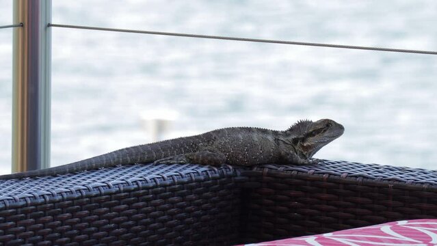 Gold Coast Australian water dragon resting on a terrace with water in background