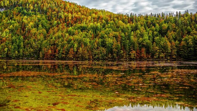 Autumn Serenity: Timelapse of Fall Foliage on Tranquil Pond in Austria