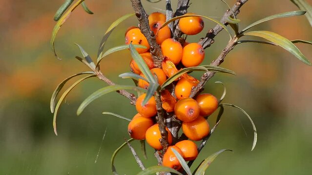 Sea (Hippophae rhamnoides) Buckthorn&nbsp; &nbsp;in a cultivation in Koepingebro, Ystad community, Scania, Sweden, Scandinavia, Europe