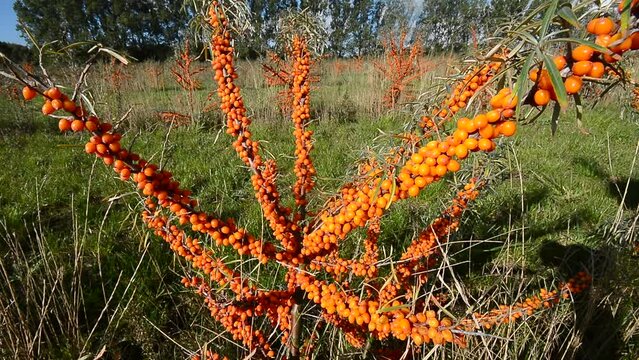 Sea Buckthorn (Hippophae rhamnoides) in a cultivation in Koepingebro, Ystad community, Scania, Sweden, Scandinavia, Europe