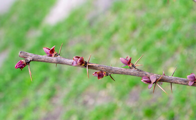 A tree branch with green leaves and the word maple on it
