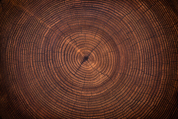 wood stump surface texture. cut ring pattern on wooden background