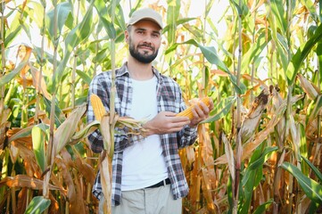 A man inspects a corn field and looks for pests. Successful farmer and agro business.