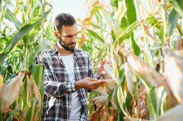 A man inspects a corn field and looks for pests. Successful farmer and agro business.
