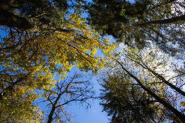 trees in the forest