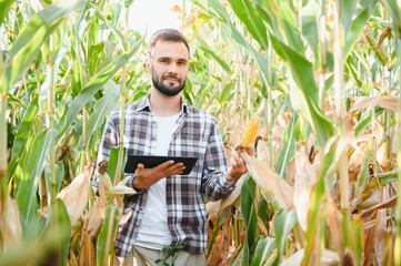 A man inspects a corn field and looks for pests. Successful farmer and agro business.
