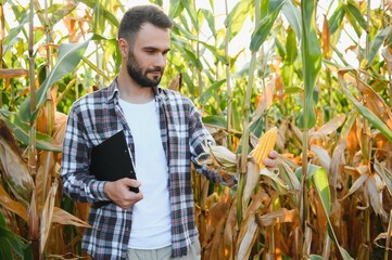 A man inspects a corn field and looks for pests. Successful farmer and agro business.